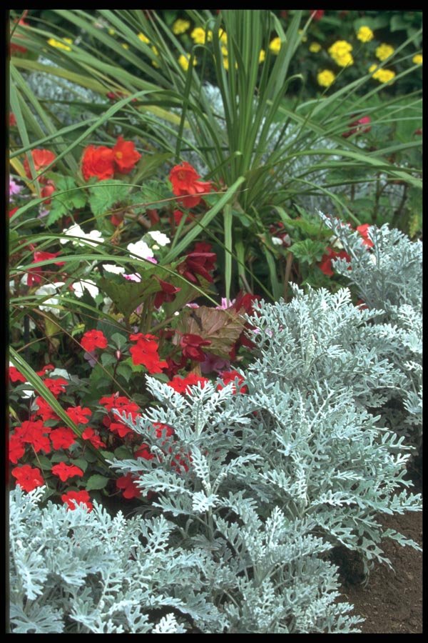 138024 Flowers And Foliage A4 Photo Print
