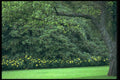 138025 Manicured Greenery A4 Photo Print