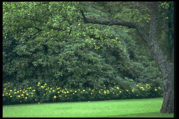 138025 Manicured Greenery A4 Photo Print