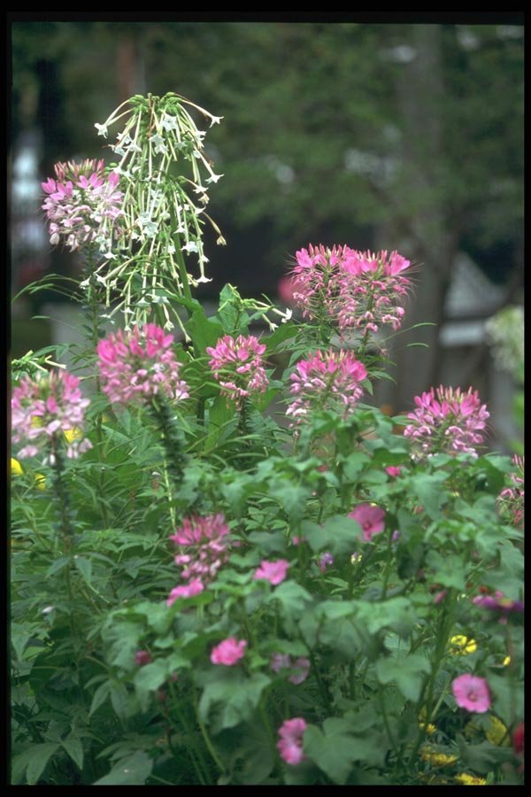 138026 Pink Flowers In Full Bloom A4 Photo Print