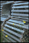 138033 Lobster Traps And Buttercups A4 Photo Print