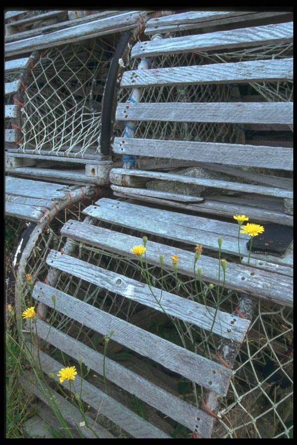 138033 Lobster Traps And Buttercups A4 Photo Print