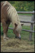 138046 Horse On The Farm A4 Photo Print