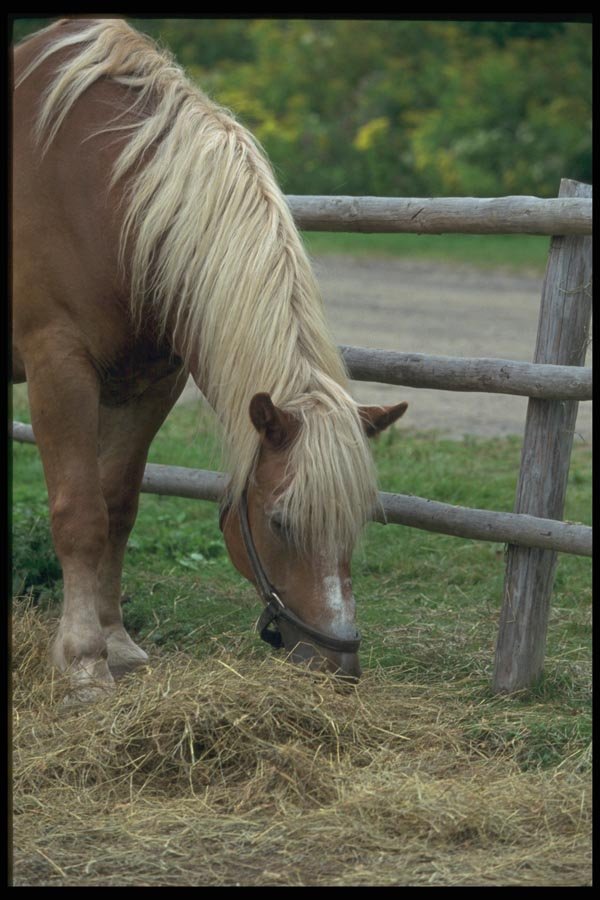 138046 Horse On The Farm A4 Photo Print