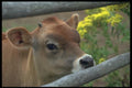 138050 Young Cow And Fence A4 Photo Print