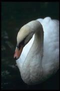 138059 Swan In The Park A4 Photo Print