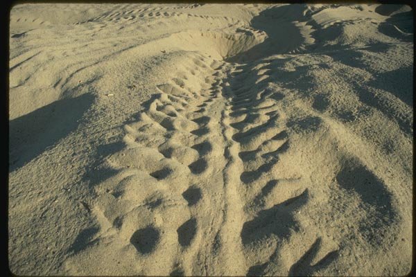 139002 Sea Turtle Tracks A4 Photo Print
