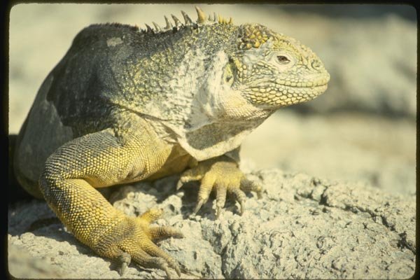 139005 Land Iguana, South Plaza Island A4 Photo Print