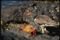 139008 Crab And Oyster Catcher A4 Photo Print