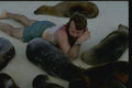 139013 Man With Sea Lions A4 Photo Print