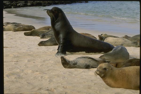 139014 Sea Lions With Bull Sea Lion A4 Photo Print