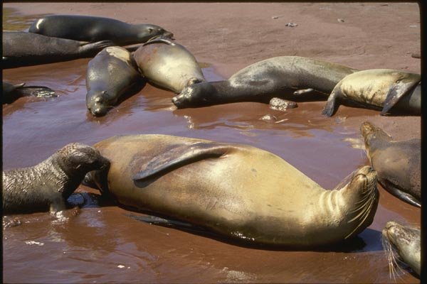 139015 Female Sea Lion Nursing Pup A4 Photo Print