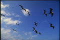 139016 Frigate Birds In Flight A4 Photo Print
