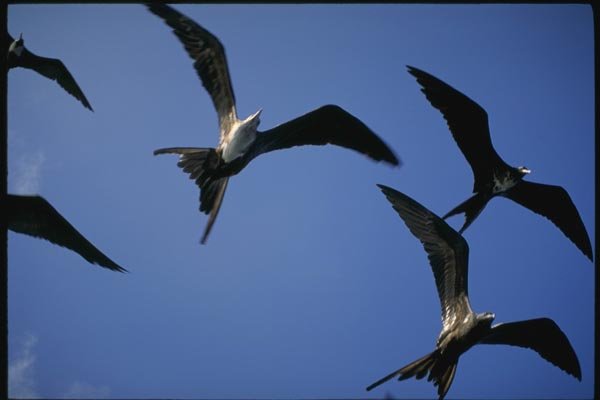 139018 Frigate Birds In Flight A4 Photo Print