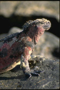 139019 Marine Iguana A4 Photo Print