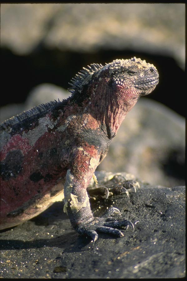 139019 Marine Iguana A4 Photo Print