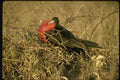 139020 Frigate Bird Filling Air Sack A4 Photo Print