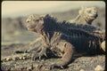 139022 Black Iguana A4 Photo Print