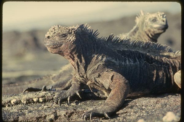 139022 Black Iguana A4 Photo Print