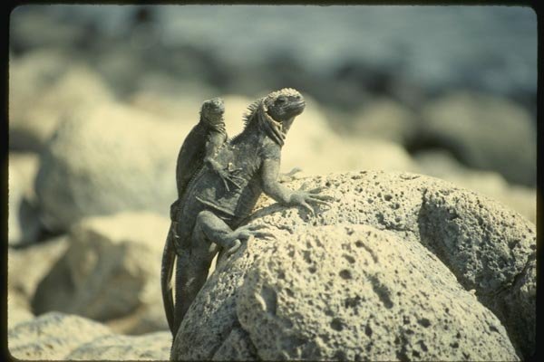 139023 Black Iguana With Hitch hiker A4 Photo Print