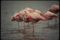 139024 Flamingoes A4 Photo Print