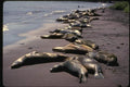 139025 Sea Lions On Beach A4 Photo Print