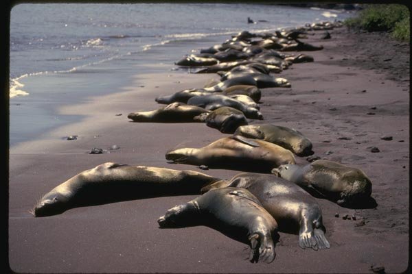 139025 Sea Lions On Beach A4 Photo Print