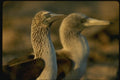 139026 Blue footed Boobie A4 Photo Print