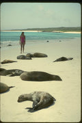 139028 Woman And Sunning Sea Lions A4 Photo Print