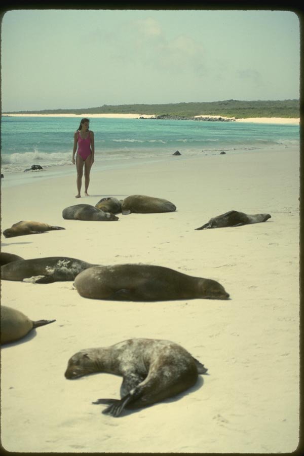 139028 Woman And Sunning Sea Lions A4 Photo Print