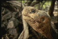 139029 Land Tortoise, Darwin Centre A4 Photo Print