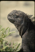 139030 Pinnacle Rock, Bartolome Island A4 Photo Print