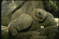 139031 Giant Galapagos Tortoise A4 Photo Print