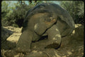 139033 Giant Galapagos Tortoise A4 Photo Print