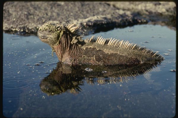 139034 Marine Iguana In Tidal Pool A4 Photo Print