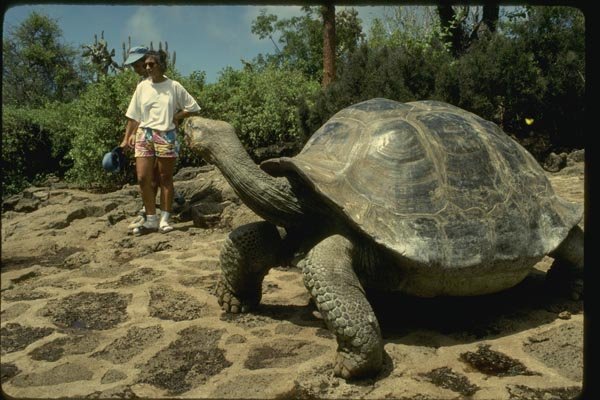 139035 Giant Galapagos Turtle A4 Photo Print