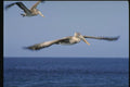 139037 Brown Pelicans A4 Photo Print