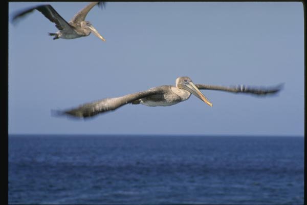 139037 Brown Pelicans A4 Photo Print