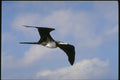 139038 Frigate Bird A4 Photo Print