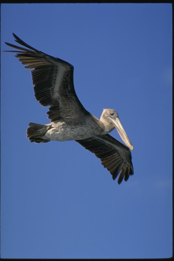 139039 Brown Pelican A4 Photo Print