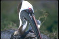 139042 Brown Pelicans Close Up  A4 Photo Print
