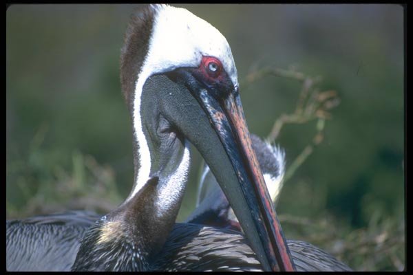 139042 Brown Pelicans Close Up  A4 Photo Print