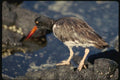 139043 Oyster Catcher A4 Photo Print
