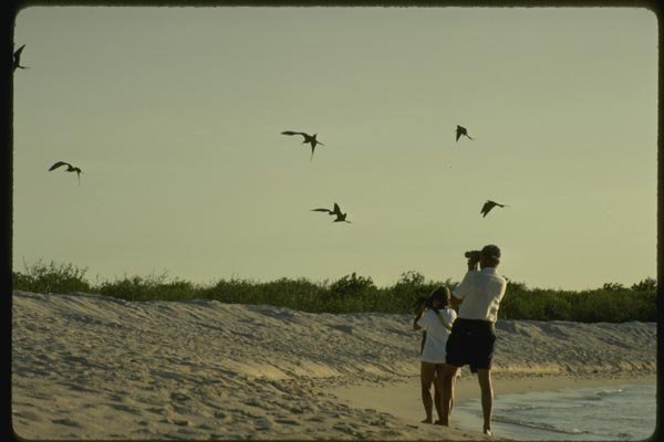 139048 Frigate Birds On Sea Turtle Beach A4 Photo Print