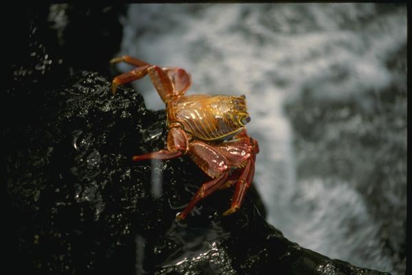 139052 Crab In Surf A4 Photo Print