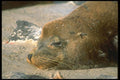 139056 Sea Lion Sleeping A4 Photo Print