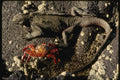139060 Iguana And Crab A4 Photo Print