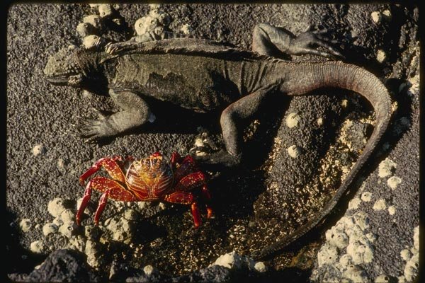 139060 Iguana And Crab A4 Photo Print