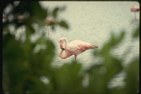 139061 Flamingo, Floreana Island A4 Photo Print