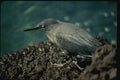 139062 Lava Heron Hunting A4 Photo Print